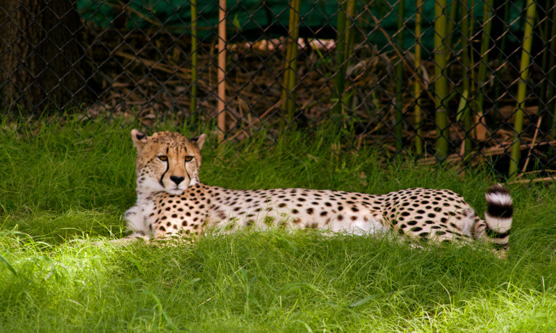 Little Rock Zoo