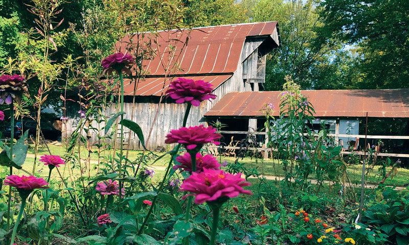 Purple flowers in the foreground with a gray barn with brown roof in the background.