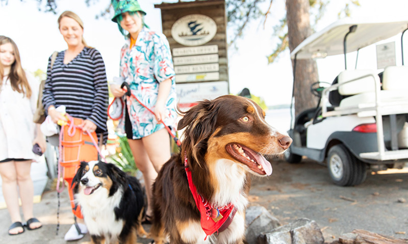 Dog, Pet, Mountain Harbor Resort and Spa