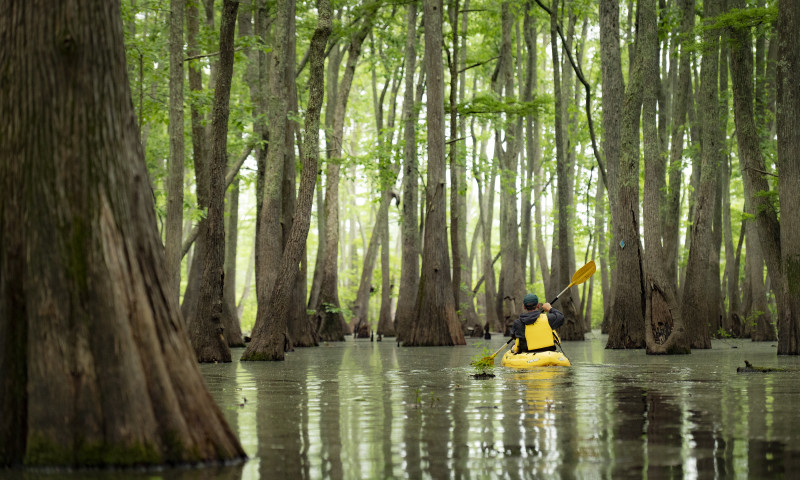 A yellow kayak moves through the water between tall cypress trees.