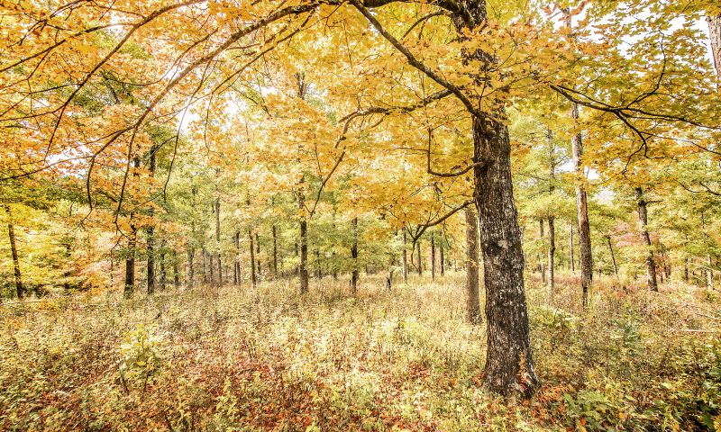 Richland Creek Recreation Area & Campground