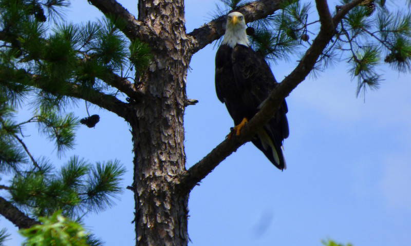 Ouachita Kayak Tours