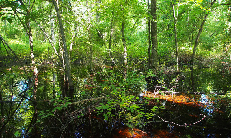 State Line Sand Ponds Natural Area / Wildlife Management Area