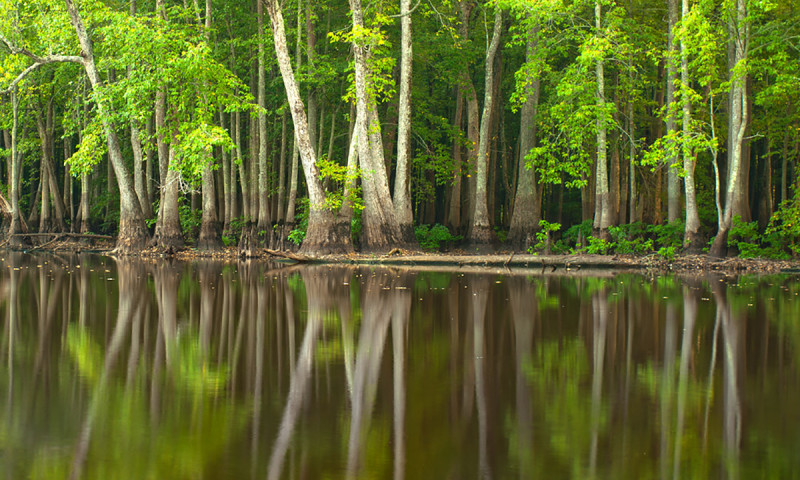 Sheffield Nelson Dagmar Wildlife Management Area