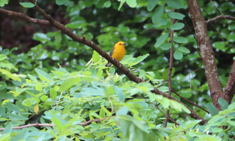 Looking for the number one thing to do in Northwest Arkansas? Beyond the Ozarks River Tours is a  nature tour for all ages not to miss if you want to explore the Natural State.  