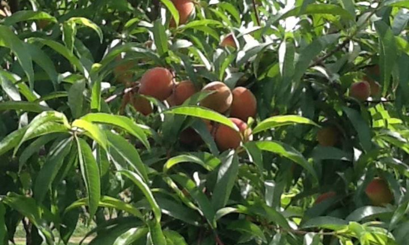 Faulkner Lake Orchard