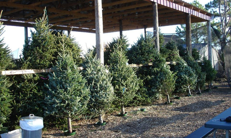 Wonderland Tree Farm