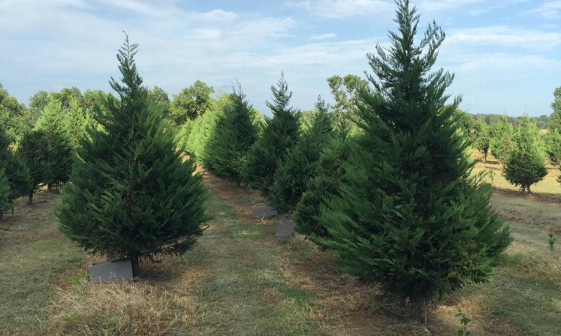 Wonderland Tree Farm