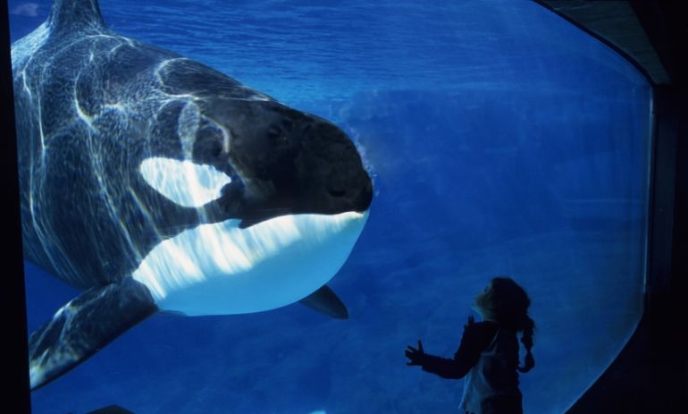Seaworld Announces The End Of Orca Breeding
