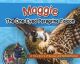 Maggie The One-Eyed Peregrine Falcon