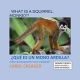 What Is A Squirrel Monkey?