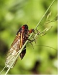cicada pictures