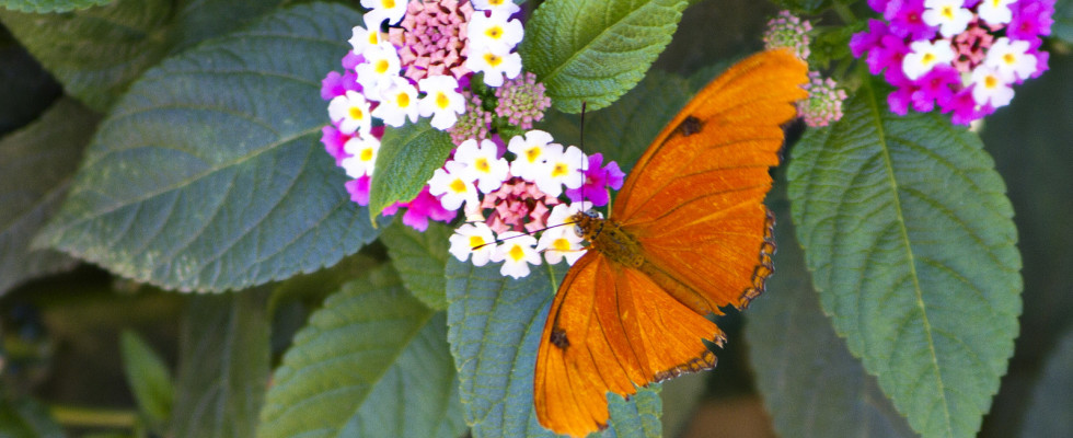 Butterfly Garden Natural History Museum Nyc Butterfly Garden Natural History Museum Nyc