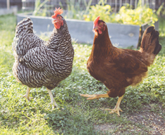 Chicken supplies