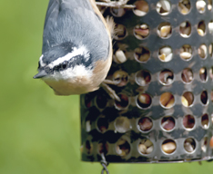 Wild bird food