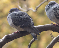 Pigeon supplies