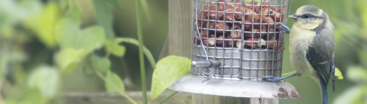 Bird Supplies from Waitrose Pet