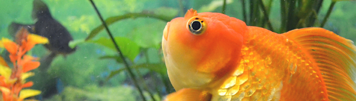 Fish Supplies from Waitrose Pet