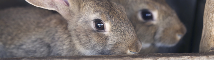 Small Pet Supplies from Waitrose Pet