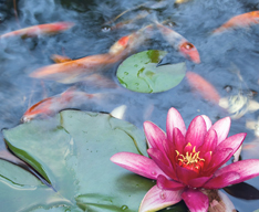 Pond fish food