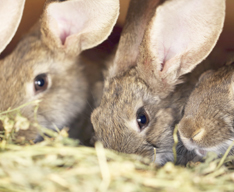 Hay & forage