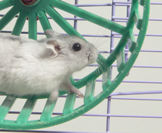 Small pet toys