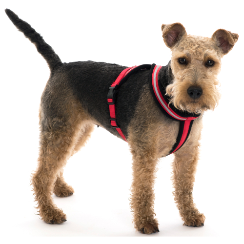 Halti Comfy Harness Red