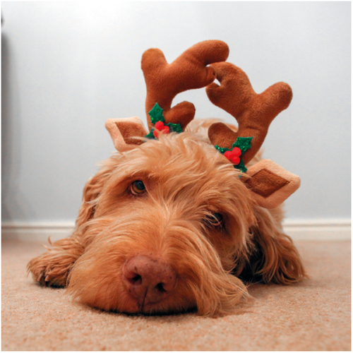 Rosewood Reindeer Christmas Dog Antlers