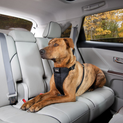 Kurgo Tru-Fit-Smart Car Harness