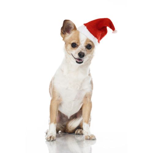 Armitage Christmas Santa Hat for Dogs