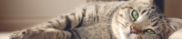 Buy cheap Cat Supplies from Waitrose Pet