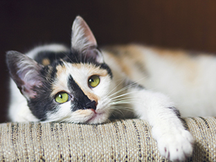 See our range for cats