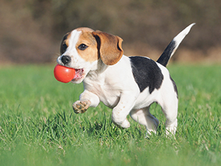 See our range for dogs
