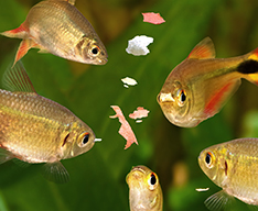 Fish food