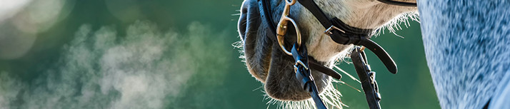 Buy cheap Horse Supplies from Waitrose Pet