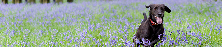 Dog Supplies from Waitrose Pet