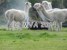 Alpacas in the sprinkler