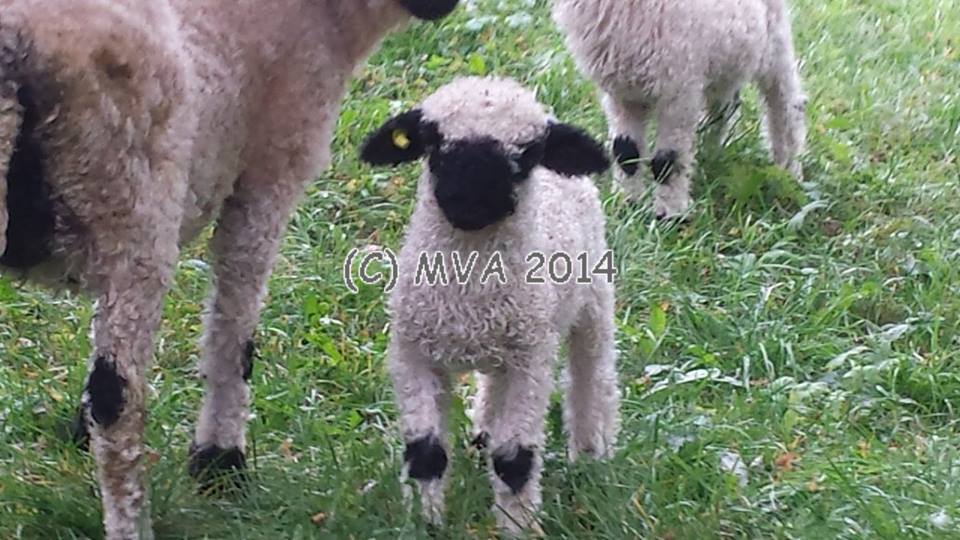 Valais Blacknose sheep