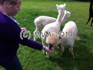 Our alpacas are really friendly Alpacas eating from our hands