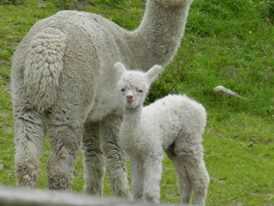 Baby Boy 2013 2013 Cria