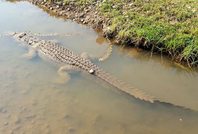 Peaceful croc