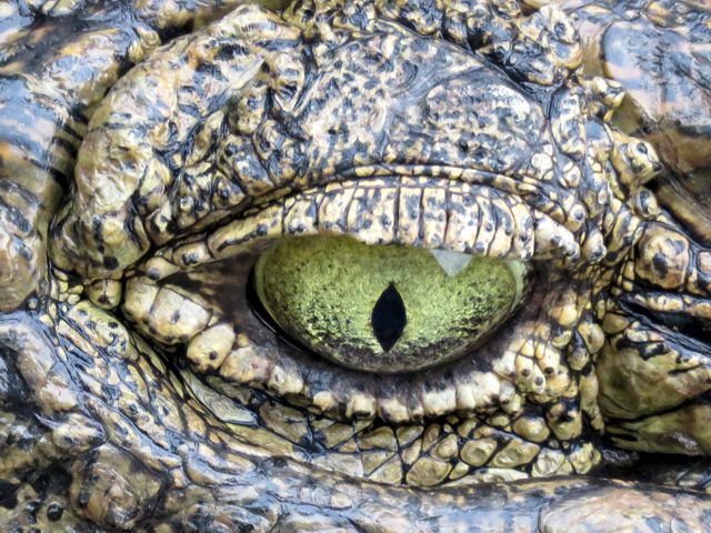 Croc's Eye