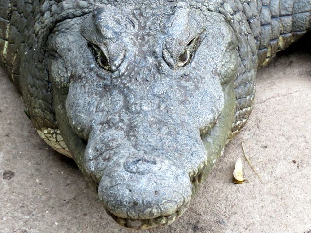 Cute Face