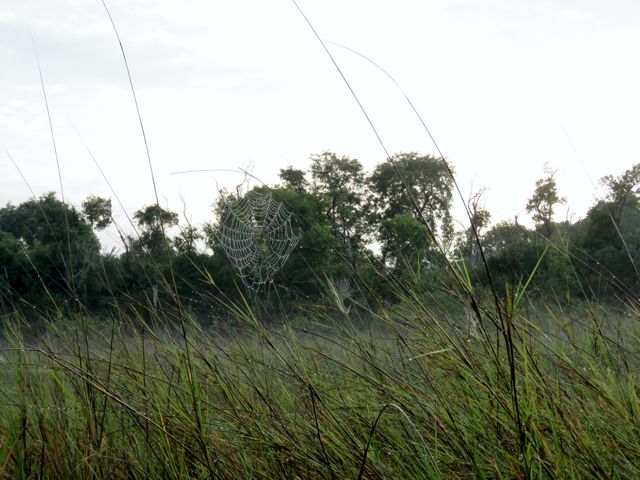 Spider Web