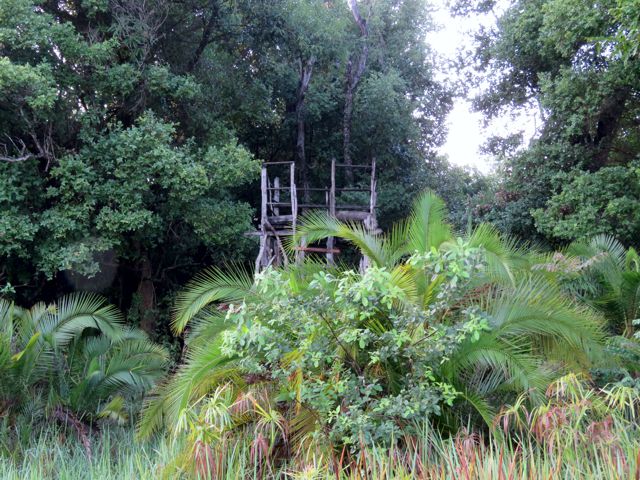 Deep in the Bush