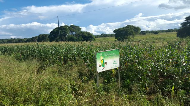 Maize Field at Mazabuka