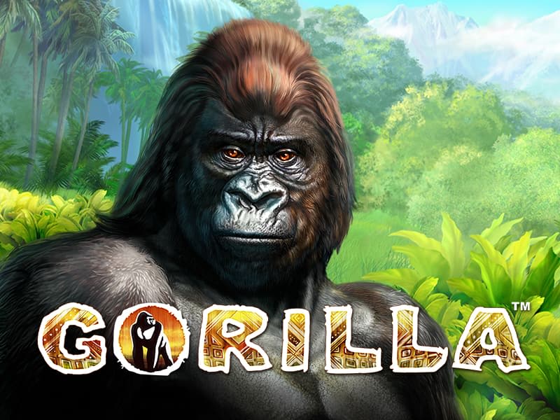 Gorilla