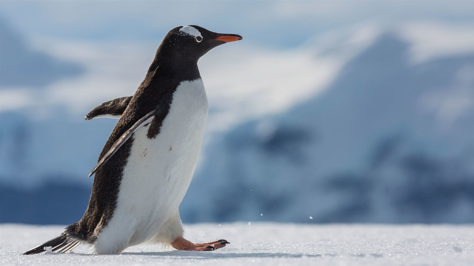 Click to view large image Falklands, South Georgia & Antarctica