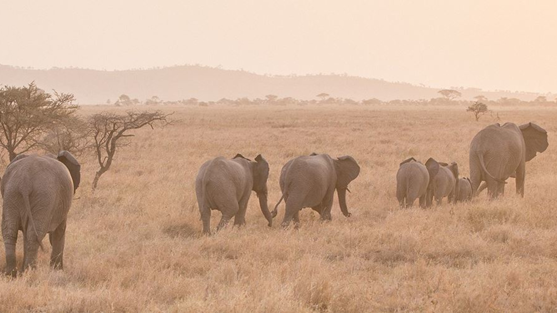 Click to view large image Serengeti Trail