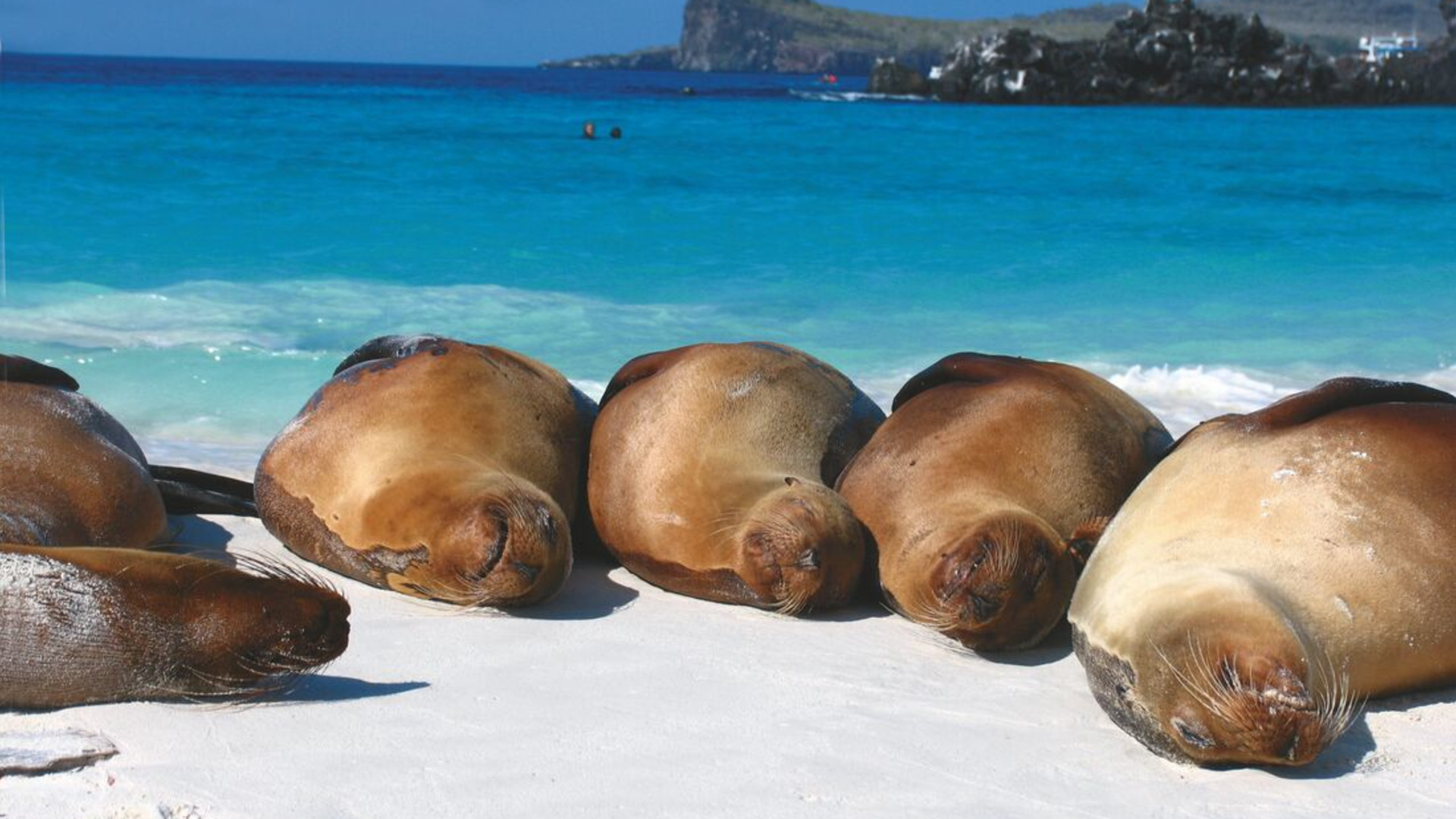 Click to view large image Complete Galapagos (Grand Daphne)